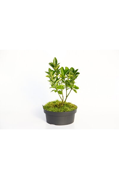 Tunç Botanik BONSAİ TAFLAN EUONYMUS JAPONİCA