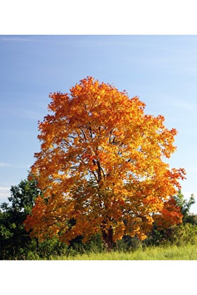 Tunç Botanik AKÇAAĞAÇ FİDANI - Acer Platanoides