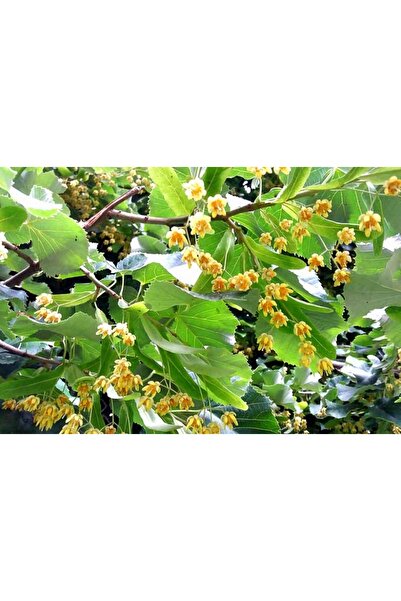 Tunç Botanik Ihlamur Ağacı 1.5-2 Metre 2 Adet