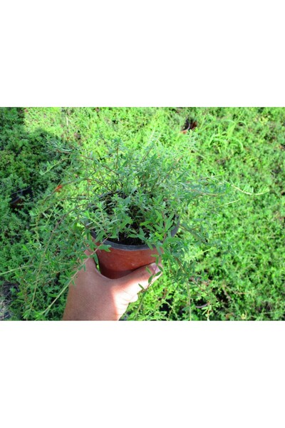 Tunç Botanik Mutfakta Bitki Seti / Saksıda Kekik - Biberiye - Adaçayı