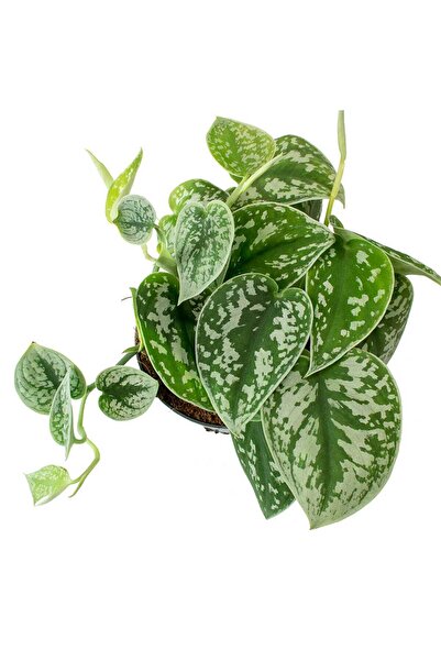 Tunç Botanik Alacalı Pathos Sarmaşığı (Scindapsus Pictus) Askılı Saksıda 2 Adet