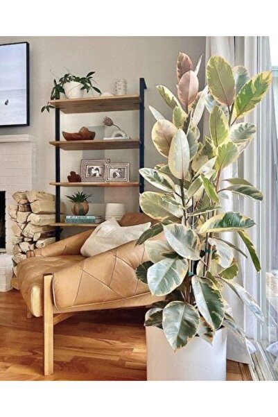 Tunç Botanik Alacalı Kauçuk – Ficus Elastica Tineke 40-60 cm