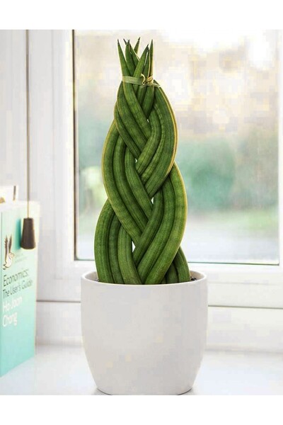 Tunç Botanik Örgülü Paşa Kılıcı