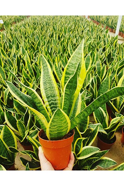 Tunç Botanik Paşa Kılıcı - Peygamber Kılıcı (Sansaveria trifasciata) 20-30 cm