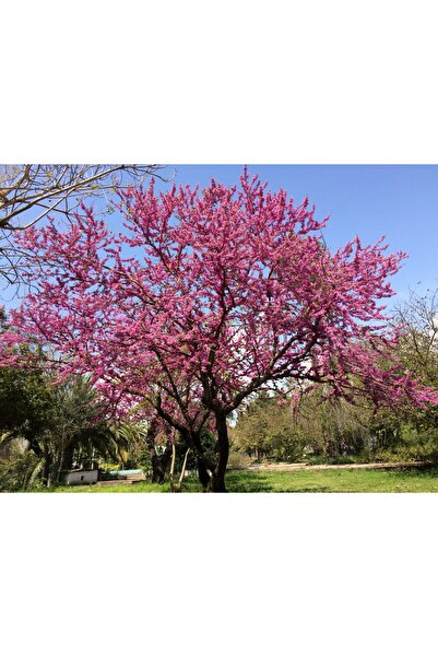 Tunç Botanik ERGUVAN FİDANI 5 ADET - Cercis Siliquastrum