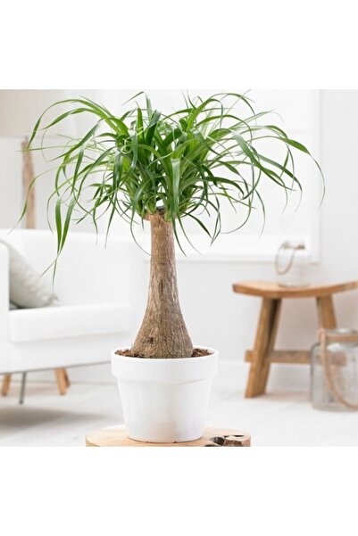 Tunç Botanik Nolina Fil Ayağı Bitkisi - Ev, Ofis, Salon Bitkisi