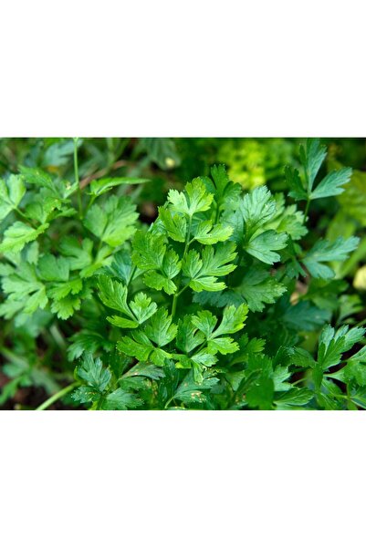 Tunç Botanik Saksıda Maydanoz Seti - Mutfakta Evde Maydanoz Yetiştirin