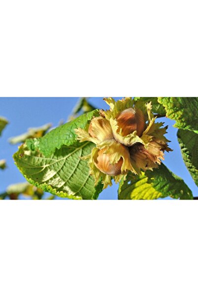 Tunç Botanik Fındık (Çakıldak) Fidanı 3 Yaş 2 Adet Tüplü