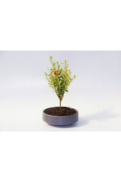Tunç Botanik BONSAİ PUNİCA SÜS NARI - GREY SERİSİ HEDİYELİK