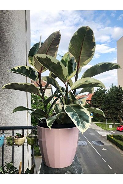 Tunç Botanik Alacalı Kauçuk – Ficus Elastica Tineke 40-60 cm