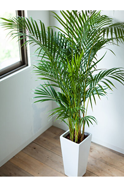 Tunç Botanik Areka Palmiyesi 170-180 Cm 2 Adet - Hediyelik Salon Ofis Bitkisi