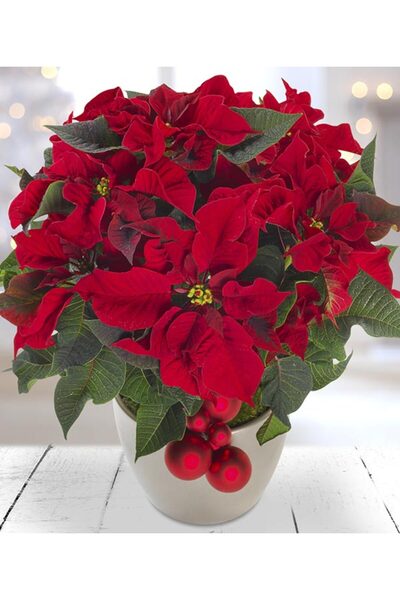 Tunç Botanik Atatürk Çiçeği – Ponsetya