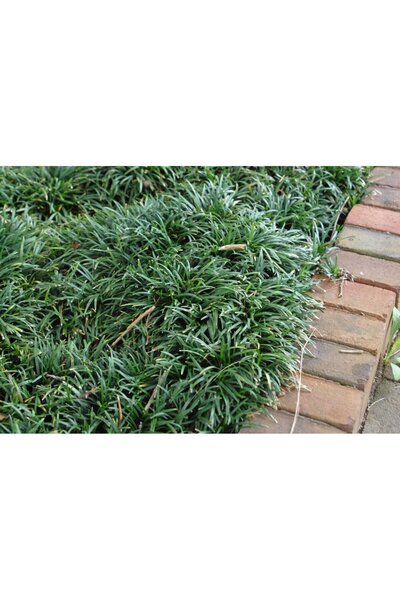 Tunç Botanik GÖLGE ÇİMİ 45 ADET - MEZARLIK KABİR BİTKİSİ