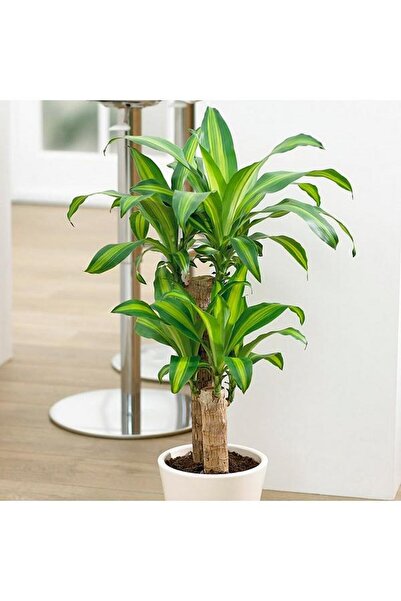 Tunç Botanik Dracena Massengena 2’li 100-120 Cm
