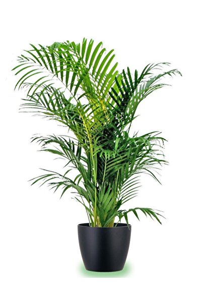 Tunç Botanik Areka Palmiyesi 170-180 Cm 2 Adet - Hediyelik Salon Ofis Bitkisi