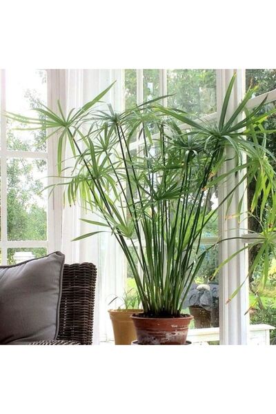 Tunç Botanik Japon Şemsiyesi – Cyperus Alternifolius