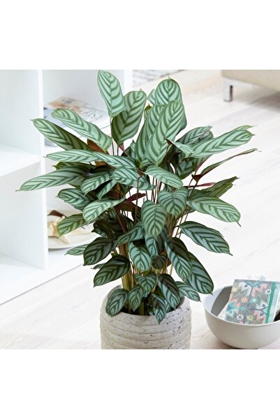 Tunç Botanik Calathea Ctenanthe Setosa (Dua Çiçeği) 20-40 cm