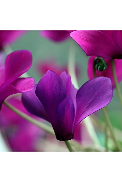 Tunç Botanik Sevgililer Günü Çiçeği Mor Siklamen