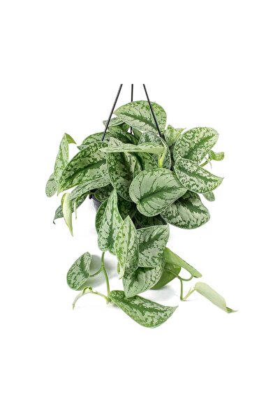 Tunç Botanik Pathos Sarmaşığı & Alacalı Pathos Sarmaşığı & Ruj Çiçeği