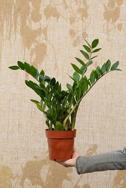 Tunç Botanik Zamia (zeze Çiçeği) - 2 Adet