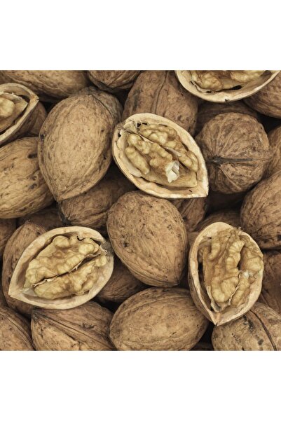 Tunç Botanik Fernor Ceviz Fidanı 3 Yaş Tüplü ve Aşılı 2 Adet