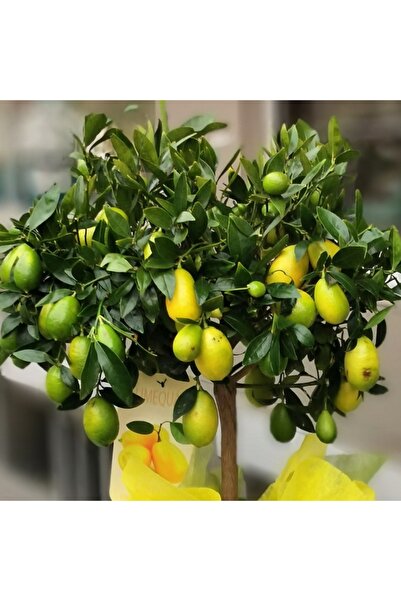 Tunç Botanik Lime Misket Limon Fidanı 3 Adet - Limequat