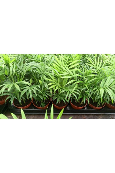 Tunç Botanik AREKA PALMİYESİ 20-25 cm - HEDİYELİK SALON OFİS BİTKİSİ