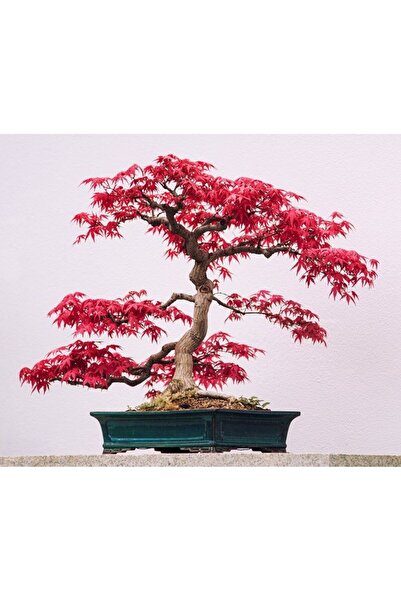 Tunç Botanik KIRMIZI JAPON AKÇAAĞACI TOHUMU 20 ADET ( Acer Palmatum )