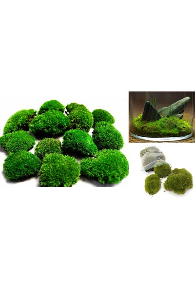 Tunç Botanik KAYA YOSUNU MOSS 1000 cm² - TERARYUM ZEMİNİ CANLI YOSUN