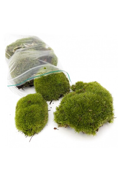 Tunç Botanik KAYA YOSUNU MOSS 1000 cm² - TERARYUM ZEMİNİ CANLI YOSUN