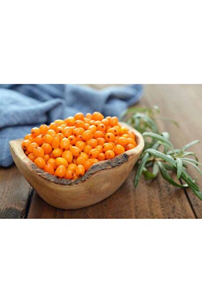 Tunç Botanik YALANCI(YABANİ) İĞDE FİDANI 5 ADET - HIPPOPHAE RHAMNOIDES