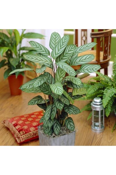 Tunç Botanik Calathea Ctenanthe Setosa (Dua Çiçeği) 20-40 cm