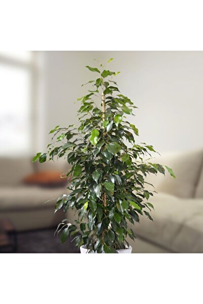 Tunç Botanik Benjamin - Ficus Benjamina 60-80 Cm