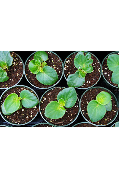 Tunç Botanik BİTKİ TOPRAĞI 5 LT - 5'Lİ KARIŞIM(TORF,PERLİT,KOMPOST,KUM,ORMAN TOPRAĞI)