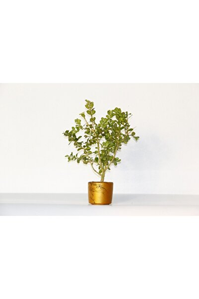 Tunç Botanik BONSAİ BUXUS - HEDİYELİK BONSAİ (Orange Saksı)