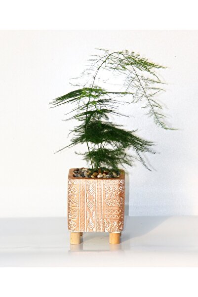 Tunç Botanik TÜL KUŞKONMAZ ASPARAGUS - HEDİYELİK BRONZ SAKSIDA