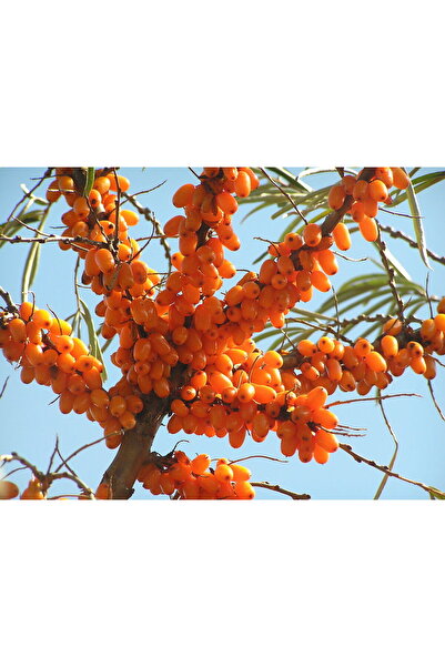 Tunç Botanik YALANCI(YABANİ) İĞDE FİDANI 5 ADET - HIPPOPHAE RHAMNOIDES