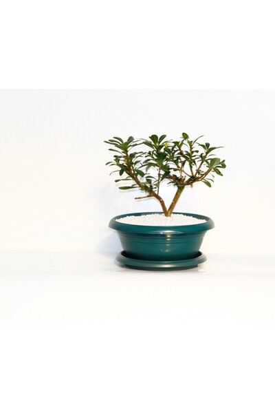 Tunç Botanik Bonsai Pitosporum Yıldız Çalısı - 7 Yaşında (YEŞİL SAKSI)