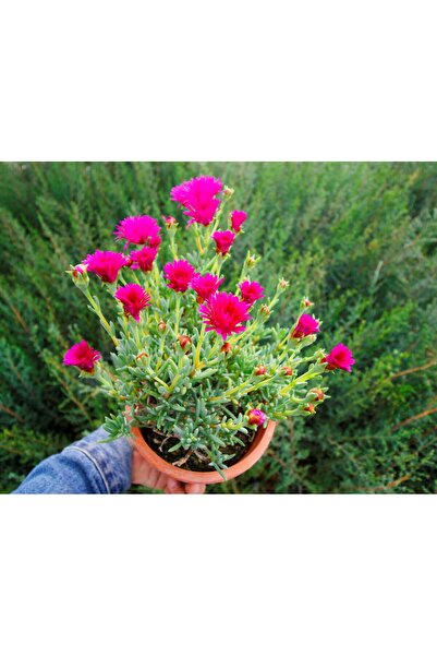Tunç Botanik İZMİR GÜZELİ 5 ADET - PEMBE ÇİÇEKLİ ve ÇOK YILLIK BİTKİ (Saksıda)