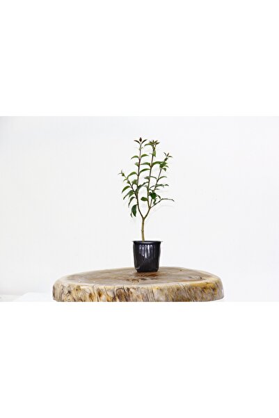 Tunç Botanik Bonsai Ligustrum Japonicum - Hediyelik 25-30 Cm