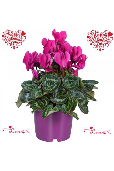 Tunç Botanik Sevgililer Günü Çiçeği Mor Siklamen
