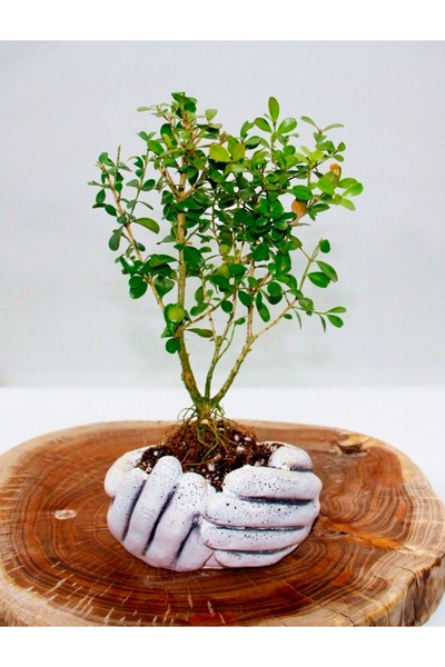 Tunç Botanik BONSAİ BUXUS - HEDİYELİK BONSAİ (Avuç Saksı)