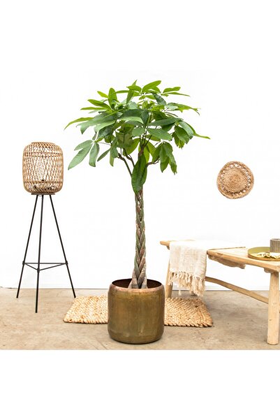 Tunç Botanik Örgülü Para Ağacı – Pachira Aquatica 30-40 cm