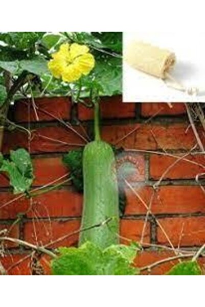 Köy Tohumları 50 Adet Tohum Organik Hatay Lif Kabağı Tohumu Kabak Lifi Tohumu...