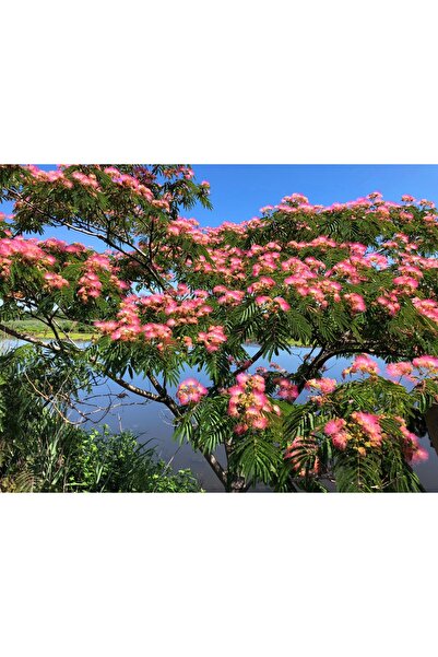 Tunç Botanik GÜLİBRİŞİM FİDANI - İPEK AĞACI (Albizia Julibrissin)