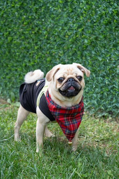 Beige & Stone Christmas Themed Dog Scarf