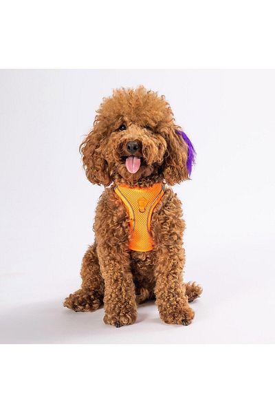 Pawstar نيون برتقالي شبكة الهواء طوق الصدر القط طوق الصدر الكلب