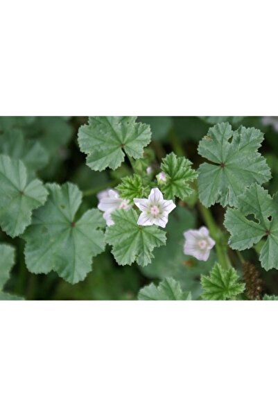 Köy Tohumları 20 Adet Tohum Ebe Gömeci Ebegömeci Tohumu Organik Kır Bitkisi H...