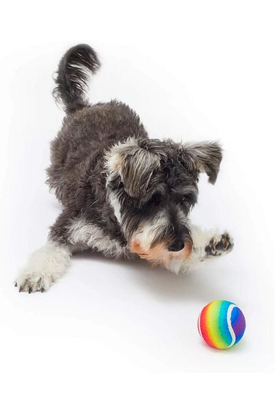 FORSEİ LUCA Rainbow Sponge Cat Dog Chewing Play Ball Tennis Design Play Ball 1Pcs