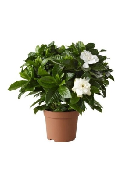 Mimoza Gardenya Çiçeği Gardenia Jasminoides 10-20 cm